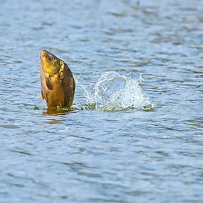 Jezero Lenešice - foto 3