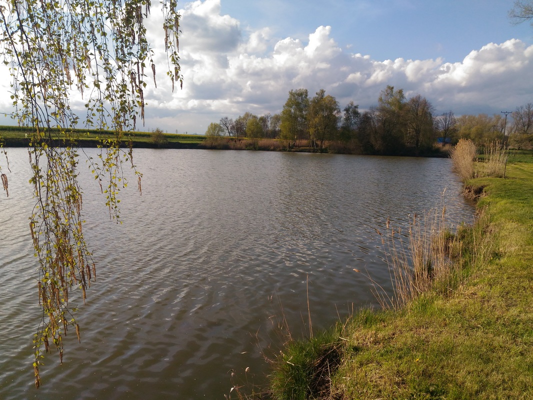 Rybník Buda - foto 3